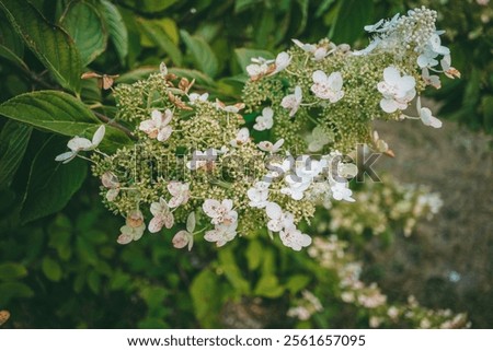 Similar – Foto Bild verblühte Hortensienblüten im Gegenlicht