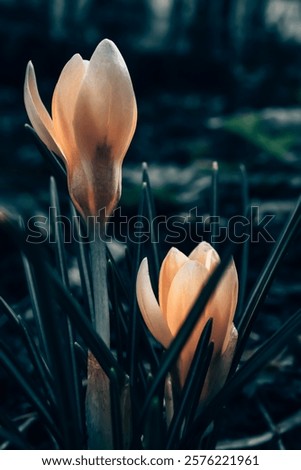 Image, Stock Photo Crocuses in the twilight