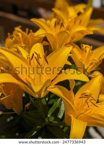 Similar – Image, Stock Photo bright yellow lily blossom