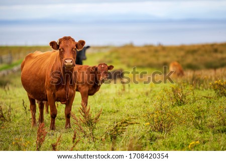 Similar – Image, Stock Photo Brown cow grazing on a meadow