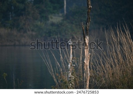 Similar – Image, Stock Photo Kingfisher waiting for prey