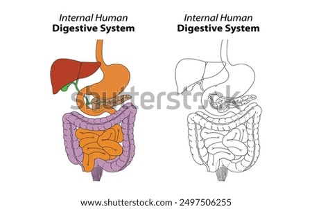 Internal Human Digestive System | Digestive System Diagram | Science Diagram for Digestive System 