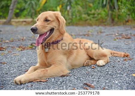 Portrait of a dog, golden retriever.