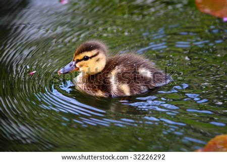 a duckling swimming on rippled water