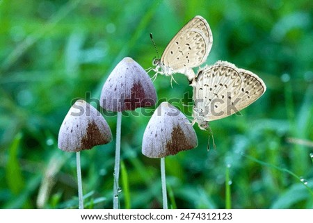 Similar – Image, Stock Photo a small butterfly enjoys the sunny day in the garden