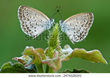 Similar – Image, Stock Photo a small butterfly enjoys the sunny day in the garden