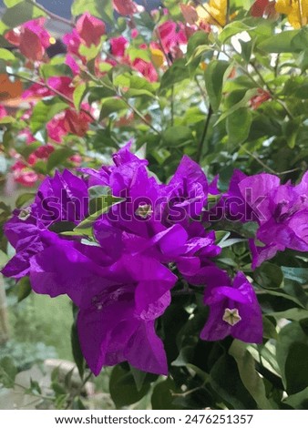 Similar – Image, Stock Photo purple flower with five petals on branch. Some unknown flower in forest in Latvia. grey blurred background.