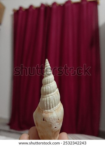 Similar – Image, Stock Photo Sea snail against black background