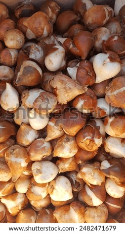 Similar – Image, Stock Photo Spring bulbs ready for transplanting. Gardening concept. Easter concept.