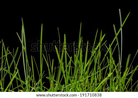 grass on the black background. Grass isolated
