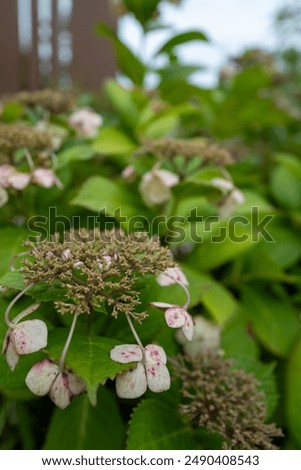 Similar – Foto Bild blühende Japanische Berghortensie