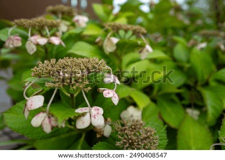 Similar – Foto Bild blühende Japanische Berghortensie