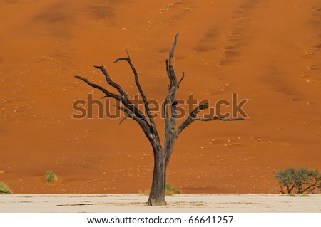 Dead Vlei is a white clay pan located near the more famous salt pan of Sossusvlei, inside the Namib-Naukluft Park in Namibia, Africa