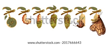 Butterfly metamorphosis horizontal set showing development cycle from egg to adult insect realistic vector illustration.