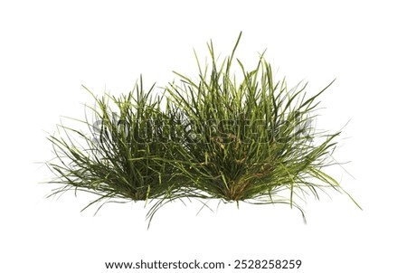 Image, Stock Photo Wild grasses Grass