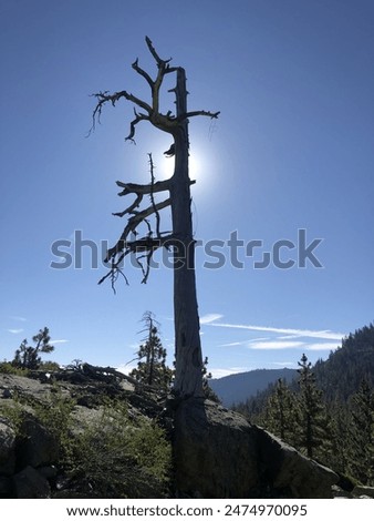 Similar – Image, Stock Photo Dead tree above the Achensee in Tirol in Austria