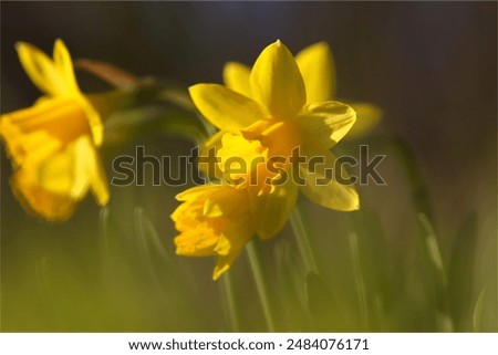 Similar – Foto Bild Gelbe Narzissenblüten mit Blütenblättern auf weißem Hintergrund, Draufsicht, Rand