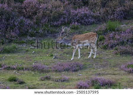 Similar – Foto Bild Rehblick Wiese Wildtier