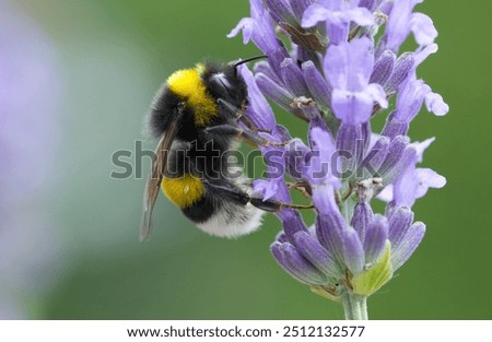 Image, Stock Photo A bumblebee sits on a yellow flower