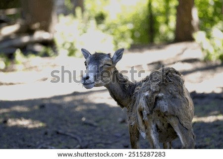 Image, Stock Photo new hairstyle? Animal