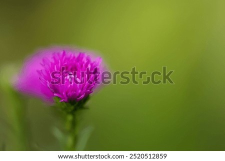 Similar – Foto Bild Rosa Aster in Großaufnahme