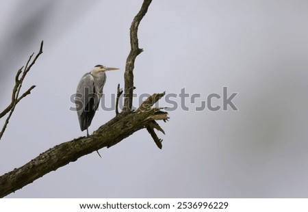 Similar – Image, Stock Photo Herons high up in the tree