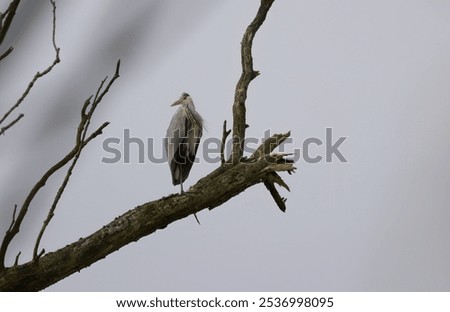 Image, Stock Photo Herons high up in the tree