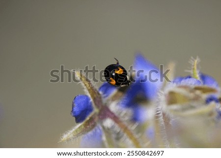 Similar – Image, Stock Photo Asian ladybird Ladybird