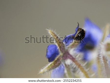 Similar – Image, Stock Photo Asian ladybird Ladybird