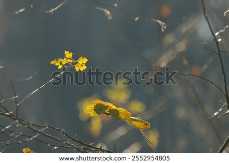 Similar – Image, Stock Photo last leaves Nature Plant