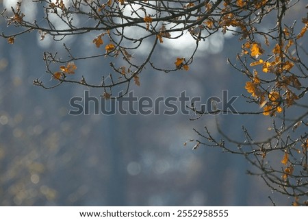 Similar – Image, Stock Photo last leaves Nature Plant