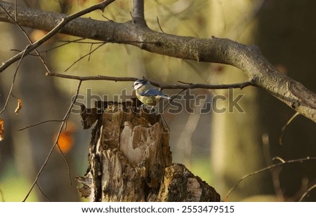 Similar – Image, Stock Photo Blue tit in sunlight