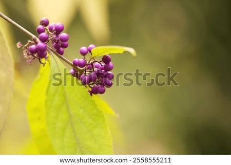 Similar – lila Beeren am Liebesperlenstrauch (Callicarpa)