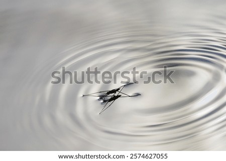 Similar – Foto Bild Wasserläufer auf Teich mit Himmelsspiegelung