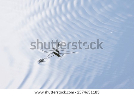 Similar – Foto Bild Wasserläufer auf Teich mit Himmelsspiegelung