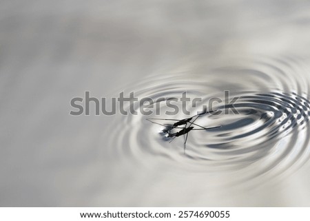 Similar – Foto Bild Wasserläufer auf Teich mit Himmelsspiegelung