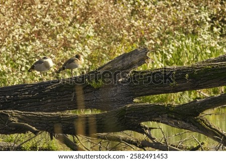Similar – Image, Stock Photo Egyptian geese in the evening on a harvested grain field at the edge of the forest.