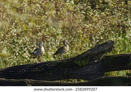 Similar – Image, Stock Photo Egyptian geese in the evening on a harvested grain field at the edge of the forest.