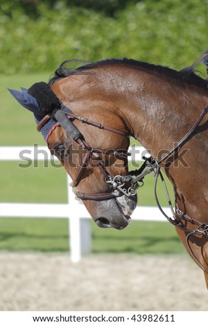 Head portrait of brown horse with ear protectors