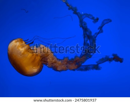 Similar – Image, Stock Photo Jellyfish illuminated with orange light on a colorful background