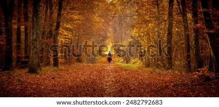 Similar – Image, Stock Photo horses in a misty golden October sunrise