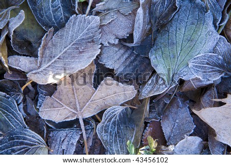 frost leaves