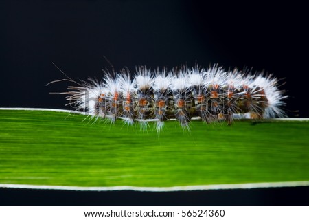 hairy caterpillar walking on a shape of grass
