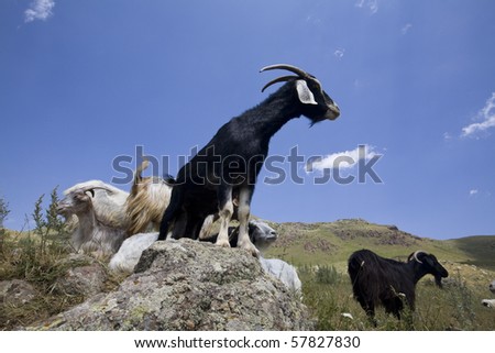 black goat over blue sky background