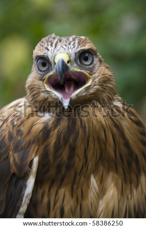 Close Up Of Hawk With Open Mouth On Blurred Background Stock Photo ...