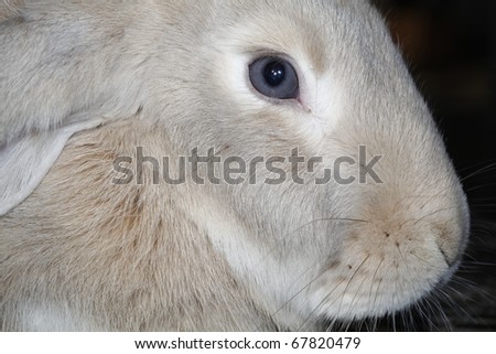 close up of rabbit\'s head