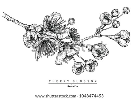 Japanese Cherry Blossom Drawing Black And White | Free download on ...