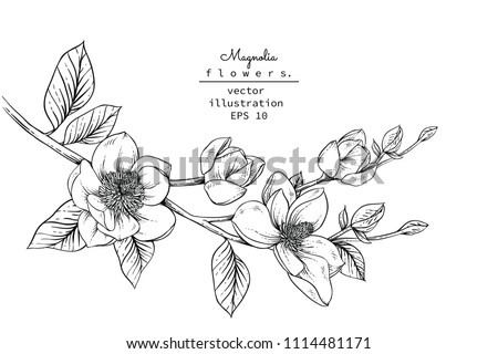 White Flower Clipart Top View Magnolia Flower Clip Art Stunning Free Transparent Png Clipart Images Free Download