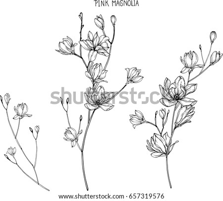 Pink magnolia flowers drawing and sketch with line-art on white backgrounds.