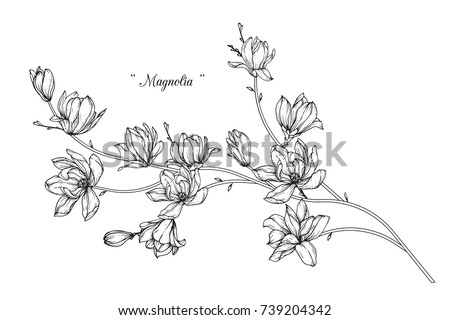 Magnolia  flowers drawing with line-art on white backgrounds. Stockfoto © 